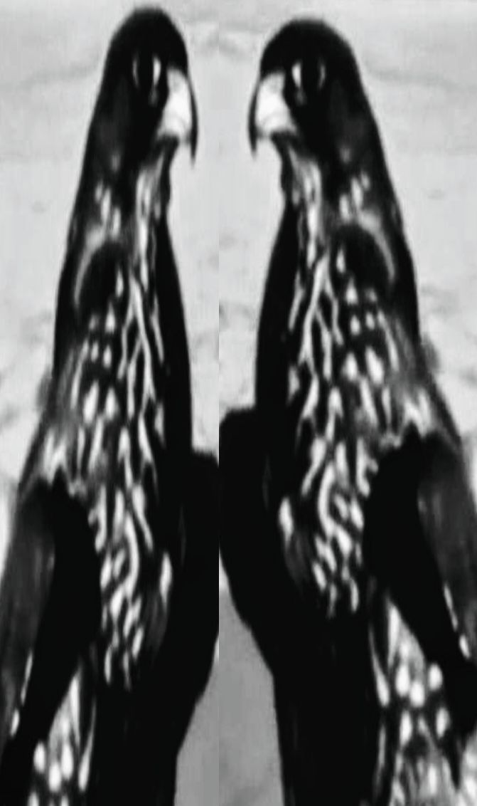 نقليات الفارس