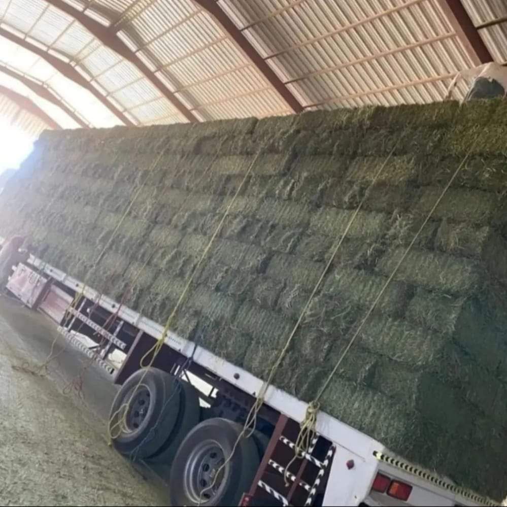 اعلاف الجوف